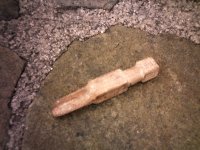 apple core