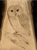 Tawny owl on london plane