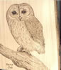 Tawny owl